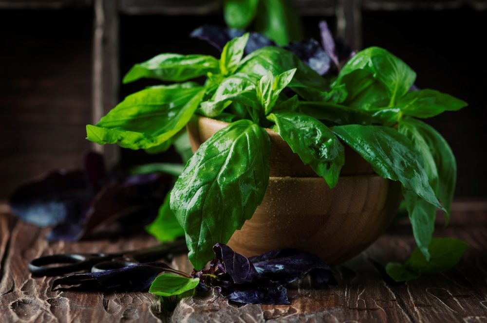 A bunch of fresh basil on a rustic wooden table.